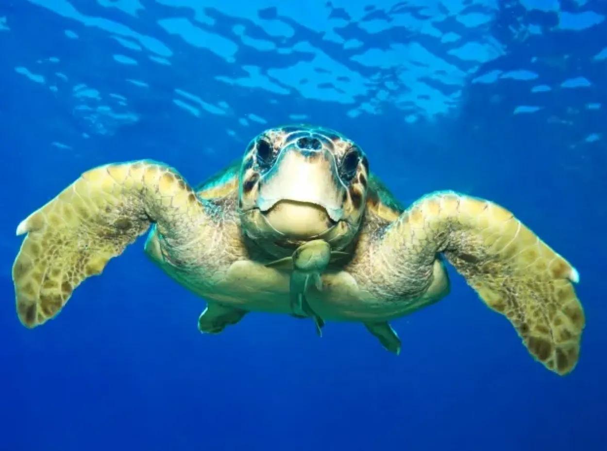 Caretta Caretta