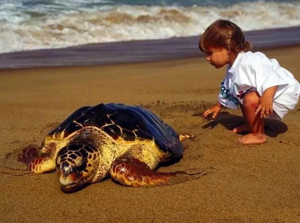Caretta Caretta