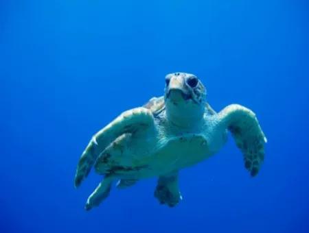 Caretta Caretta